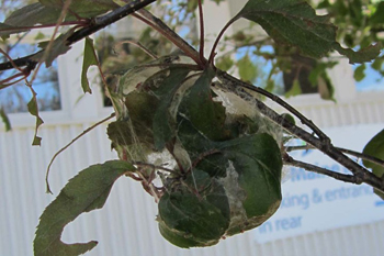 Communal cocoon of browntail moth in an ornamental crabapple (Maine Forest Service Photo, June 20, 2016)